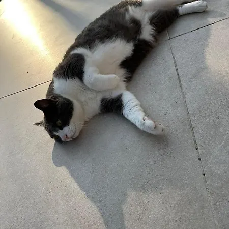 Kitty Cat - 6 Pers. Piscine 4* Cassis